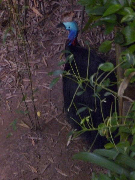 Southern Cassowary.JPG